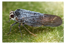 FLOW planthopper fulgoroidea fulgoromorpha insect